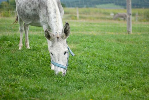 donkey grazing in enclosure green field rural scene