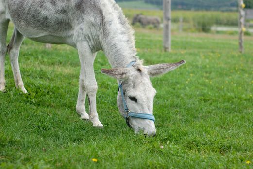 gray donkey eating grass in a green field enclosure
