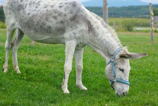 gray jackass donkey eating grass in green meadow