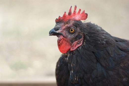 hen at the farm black chicken portrait