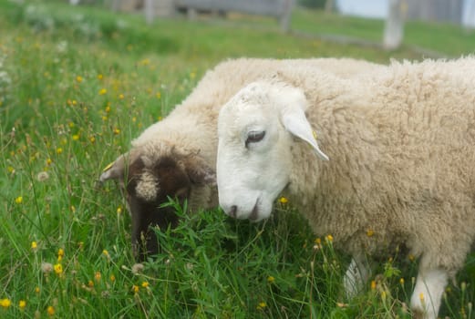 white sheeps grazing in a green field