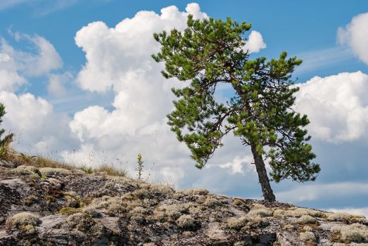 The slope of the pine on the rocky slope of the mountain on a background of blue sky with clouds.