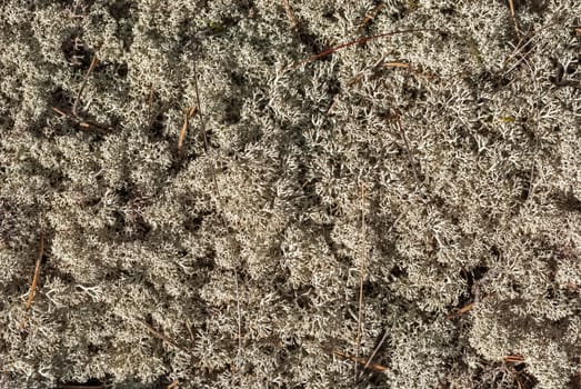 Background of the Karelian moss growing on a rocky surface.