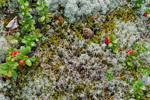 Fir cones and berry cranberries growing on a mossy surface.