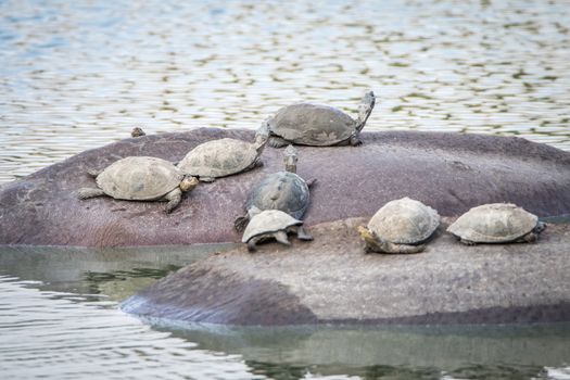 Speckled terrapins on the back of Hippos in the Kruger National Park, South Africa.