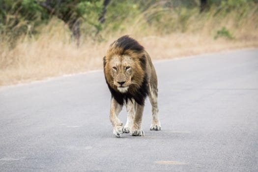 Huge male Lion walking towards the camera in the Kruger National Park, South Africa.