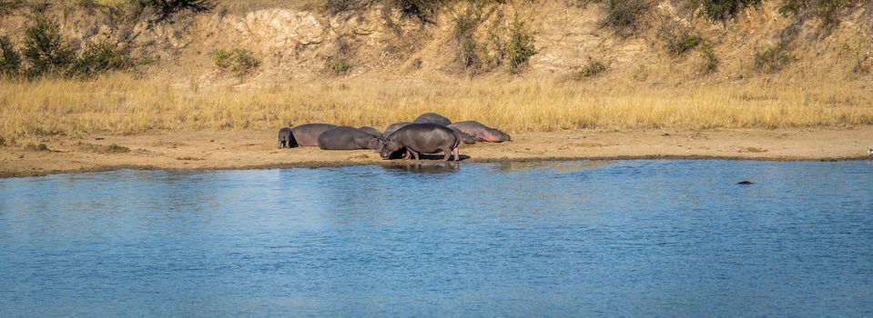 Hippos sunbathing next to the water in the Kruger National Park, South Africa.