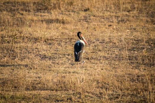 Sadle-billed stork in the grass in the Kruger National Park, South Africa.