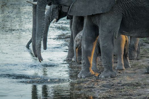 Herd of Elephants drinking in the Kruger National Park, South Africa.