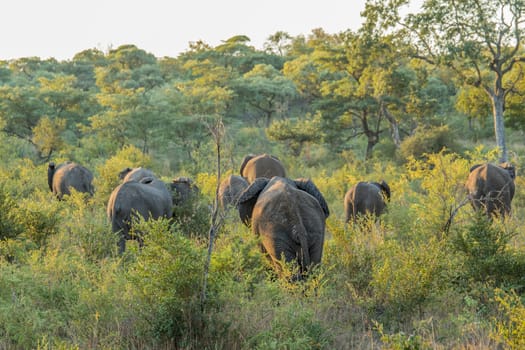 Herd of Elephants walking away in the bush in the Kruger National Park, South Africa.