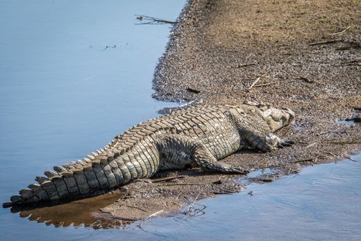 Nile crocodile sunbathing next to the water in the Kruger National Park, South Africa.