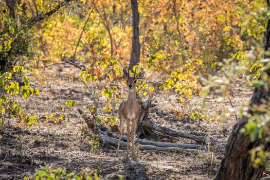 Steenbok starring at the camera in the Kruger National Park, South Africa.