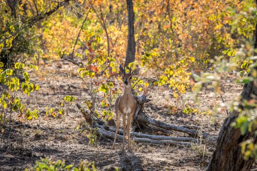 Steenbok starring at the camera in the Kruger National Park, South Africa.