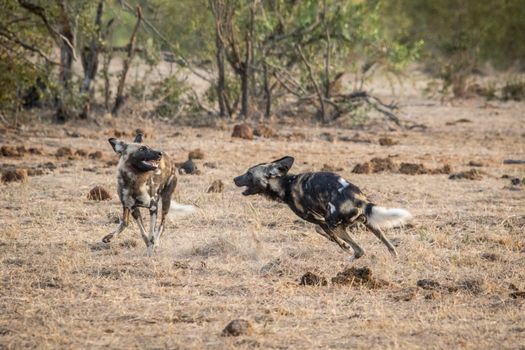 Two African wild dogs playing in the Kruger National Park, South Africa.