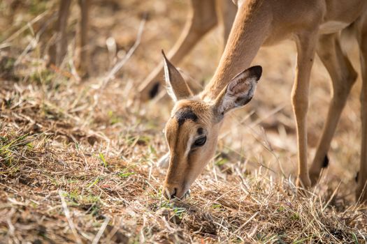 Female Impala eating grass in the Kruger National Park, South Africa.