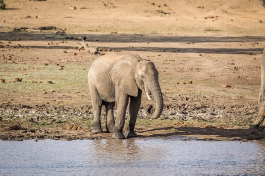 An Elephant drinking in the Kruger National Park, South Africa.