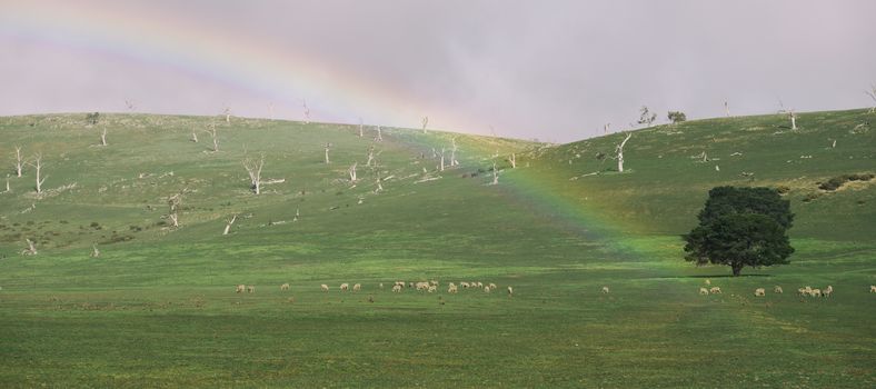 Sheep on the farm during the day in Tasmania.