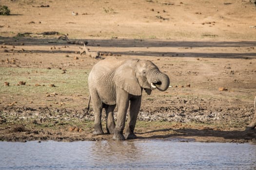 An Elephant drinking in the Kruger National Park, South Africa.