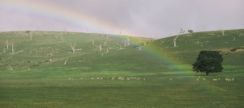 Sheep on the farm during the day in Tasmania.