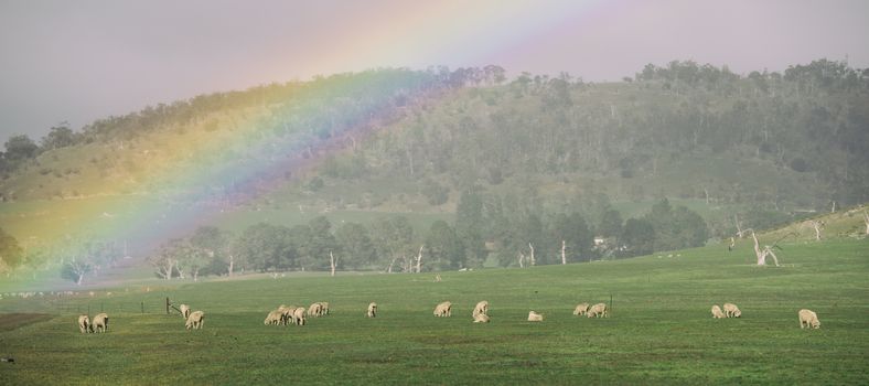 Sheep on the farm during the day in Tasmania.