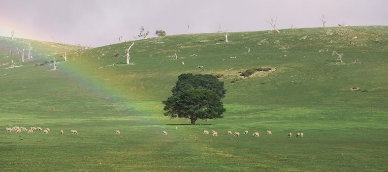 Sheep on the farm during the day in Tasmania.