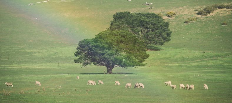 Sheep on the farm during the day in Tasmania.