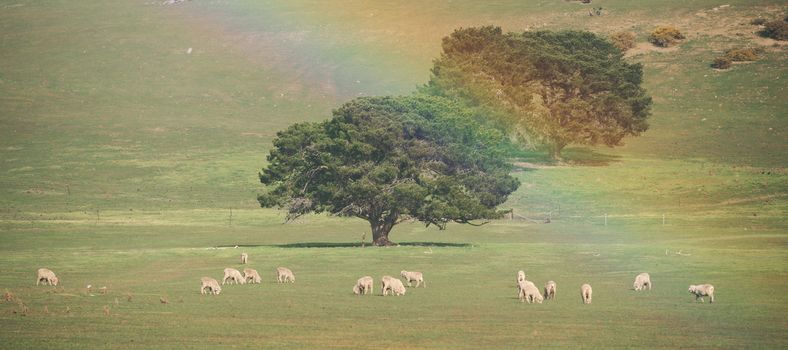 Sheep on the farm during the day in Tasmania.