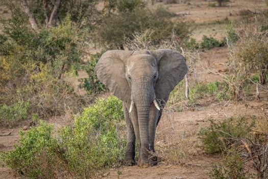 Big Elephant bull starring in the Kruger National Park, South Africa.