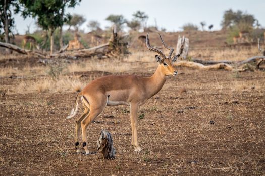 Male Impala from the side in the Kruger National Park, South Africa.