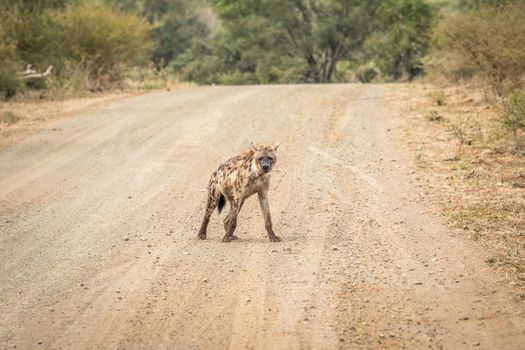 Spotted hyena on the road in the Kruger National Park, South Africa.