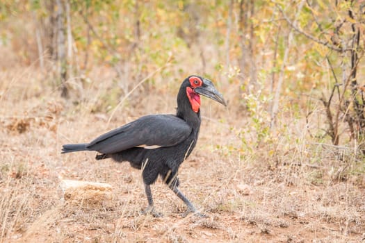 Southern ground hornbill walking in the grass in the Kruger National Park, South Africa.