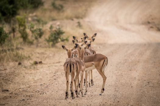 Group of female Impalas on the road from behind in the Kruger National Park, South Africa.