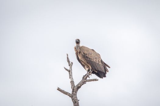 White-backed vulture in a tree in the Kruger National Park, South Africa.