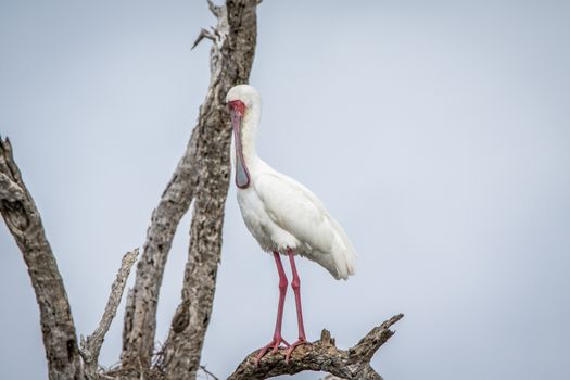African spoonbill in a tree in the Kruger National Park, South Africa.