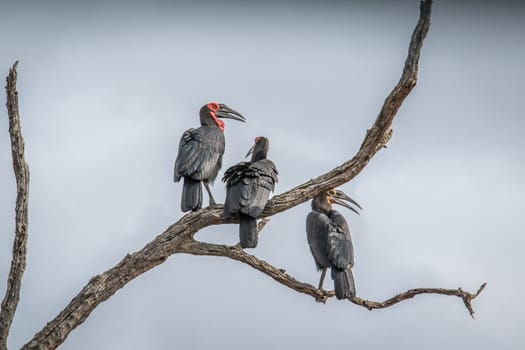 Three Southern ground hornbills in a tree in the Kruger National Park, South Africa.