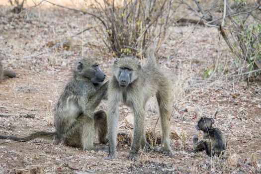 Baboons grooming each other in the Kruger National Park, South Africa.