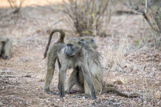 Baboons grooming each other in the Kruger National Park, South Africa.