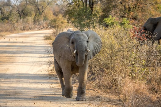 A young Elephant walking towards the camera in the Kruger National Park, South Africa.