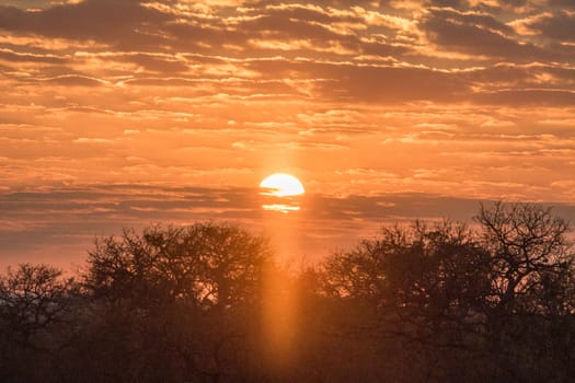 African sunset in the Kruger National Park, South Africa.