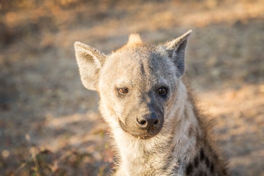 Spotted hyena female starring at the camera in the Kruger National Park, South Africa.