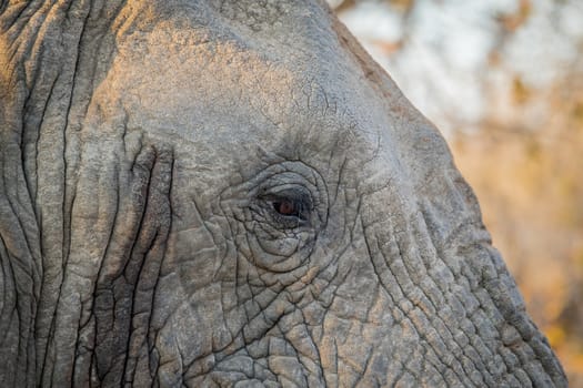 Close up of the eye of an Elephant in the Kruger National Park, South Africa.