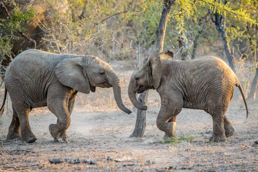 Young Elephants playing in the Kapama game reserve, South Africa.