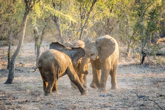 Young Elephants playing in the Kapama game reserve, South Africa.