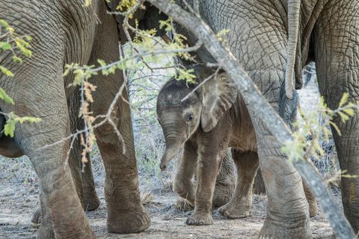 Baby Elephant in between the legs of his mother in the Kapama game reserve, South Africa.