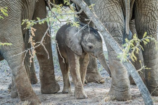 Baby Elephant in between the legs of his mother in the Kapama game reserve, South Africa.