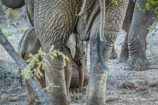 Baby Elephant in between the legs of his mother in the Kapama game reserve, South Africa.