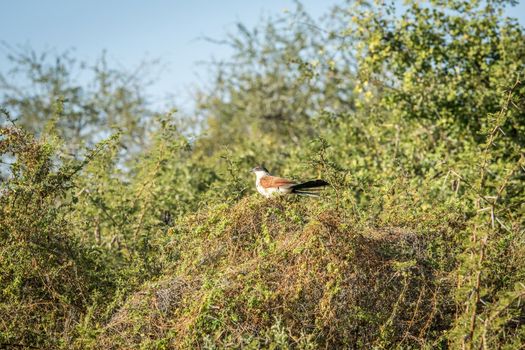 Burchell's coucal in a tree in the Kruger National Park, South Africa.