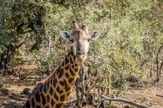 Giraffe starring at the camera in the Kruger National Park, South Africa.