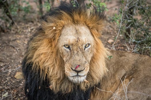 Starring male Lion in the Kapama game reserve, South Africa.