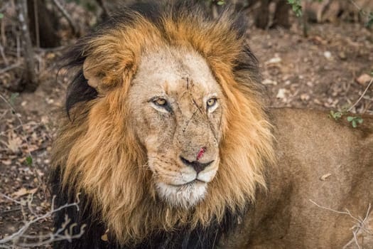 Starring male Lion in the Kapama game reserve, South Africa.